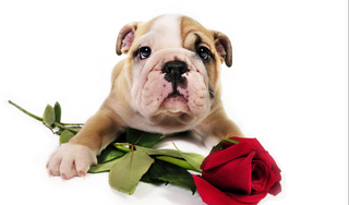 Bulldog Bark Edition 9: The Power of Love