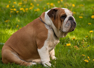 Bulldog Bark Edition 11: Hello, April...