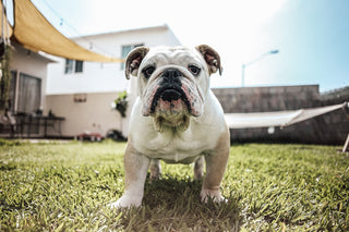 Bulldog Bark Edition 1: Back To School Is Almost Here!