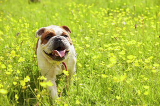 Puppy Bark: March 2026