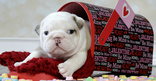 Puppy Bark: February 2025