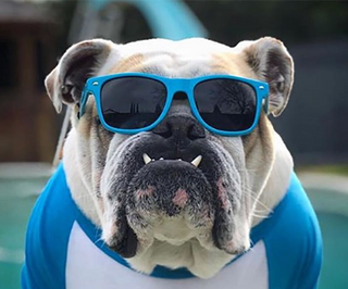 Puppy Bark: July 2025