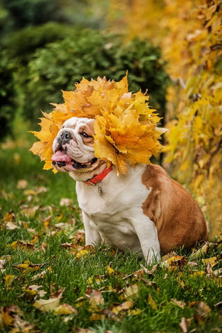 Happy bulldog in a field with a crown of yellowed maple leaves.