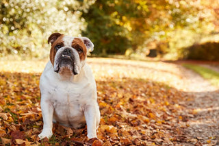 Bulldog Bark Edition 5: November 2025