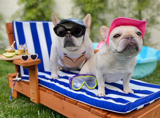 Bulldog Bark 1: (Almost) Back to School!