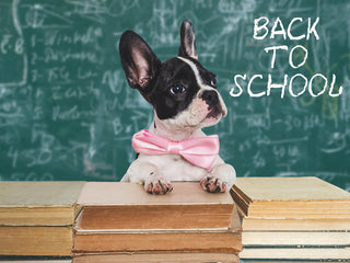 Puppy Bark: August 2025