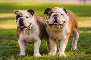 Puppy Bark: April 2026
