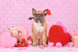 Bulldog Bark Edition 8: February 2026